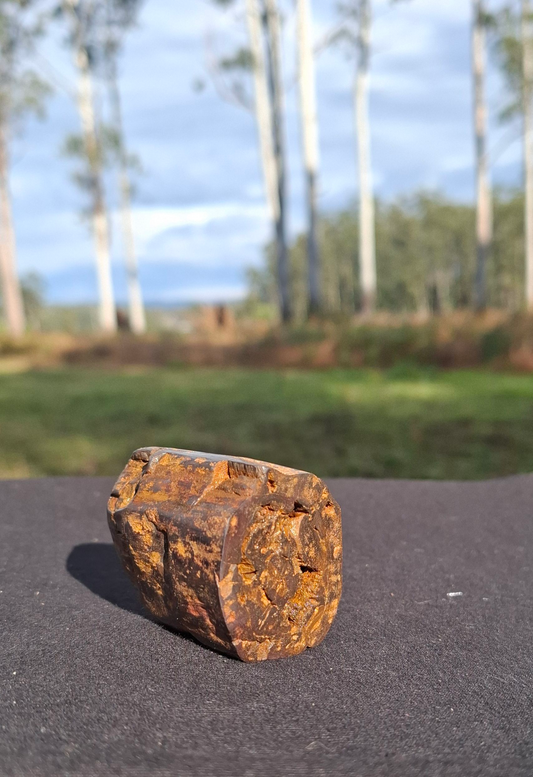 Hand-Cut & Polished Petrified Wood | Fossil Stone from Australia