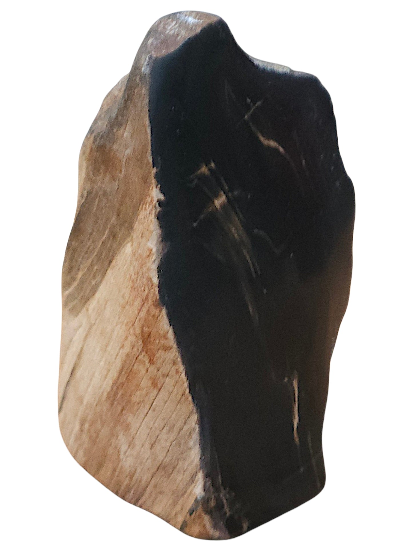 Petrified Wood Specimen – Genuine Bucca NSW Fossil