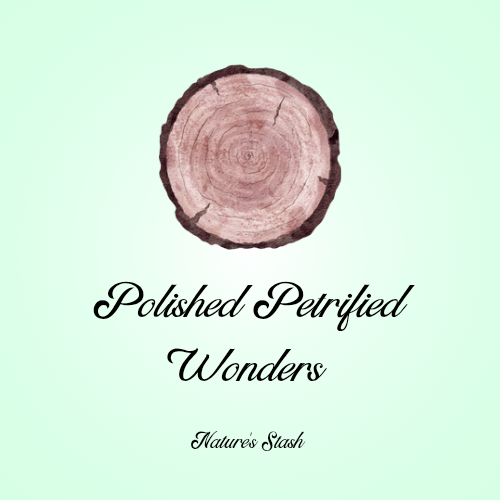 Polished Petrified wonders