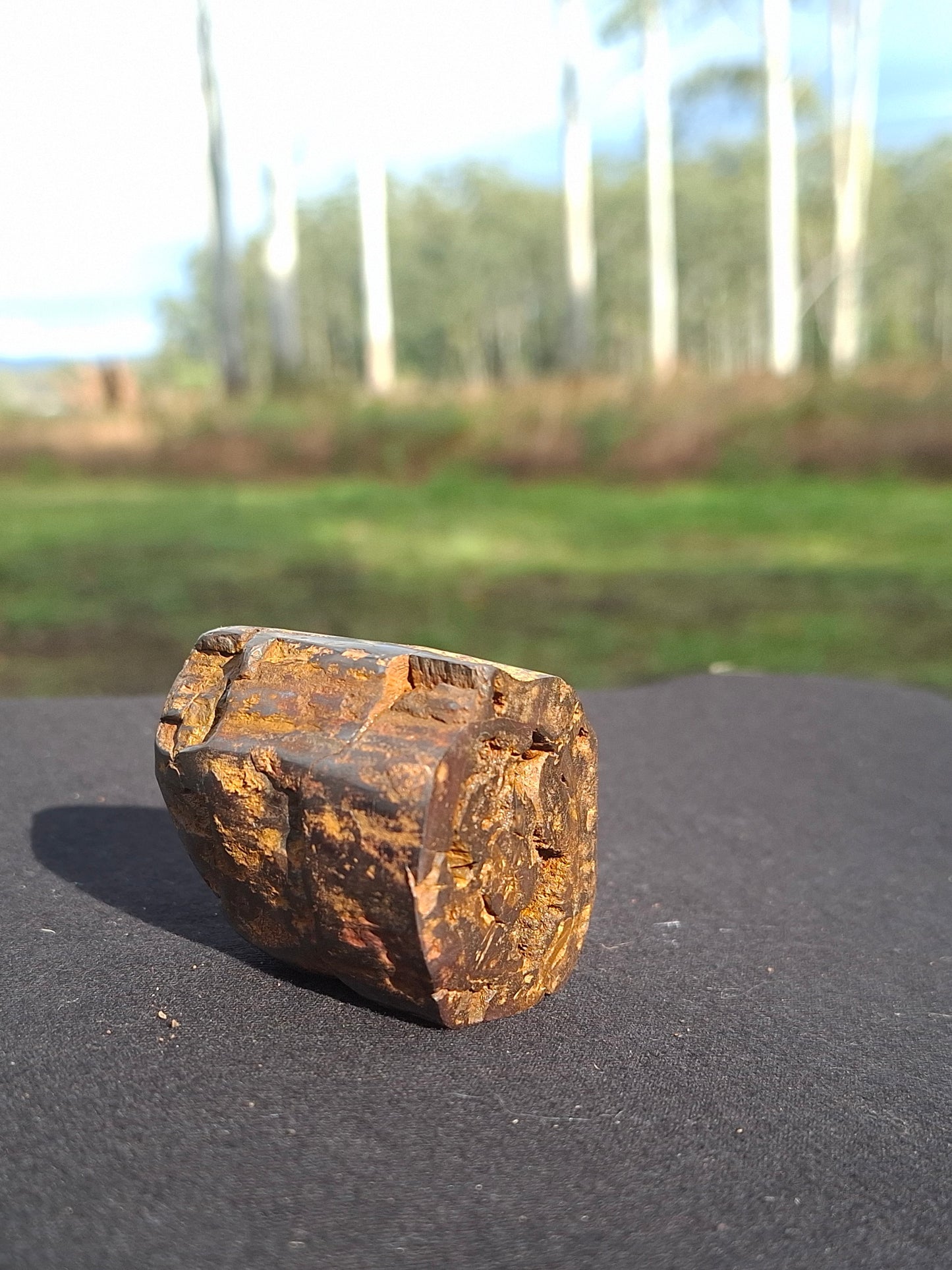 Semi-Polished Petrified Wood Specimen – One-of-a-Kind | Bucca NSW