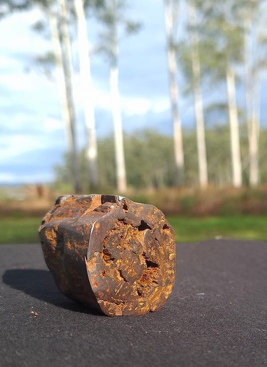 Semi-Polished Petrified Wood Specimen – One-of-a-Kind | Bucca NSW