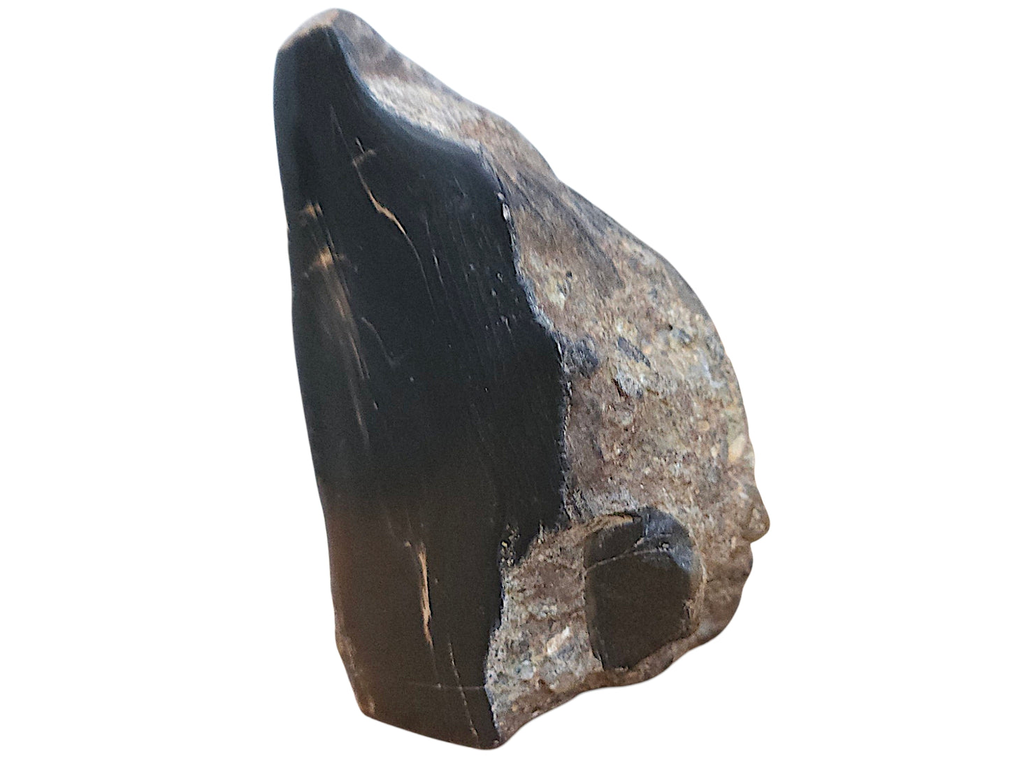 Petrified Wood Specimen – Genuine Bucca NSW Fossil