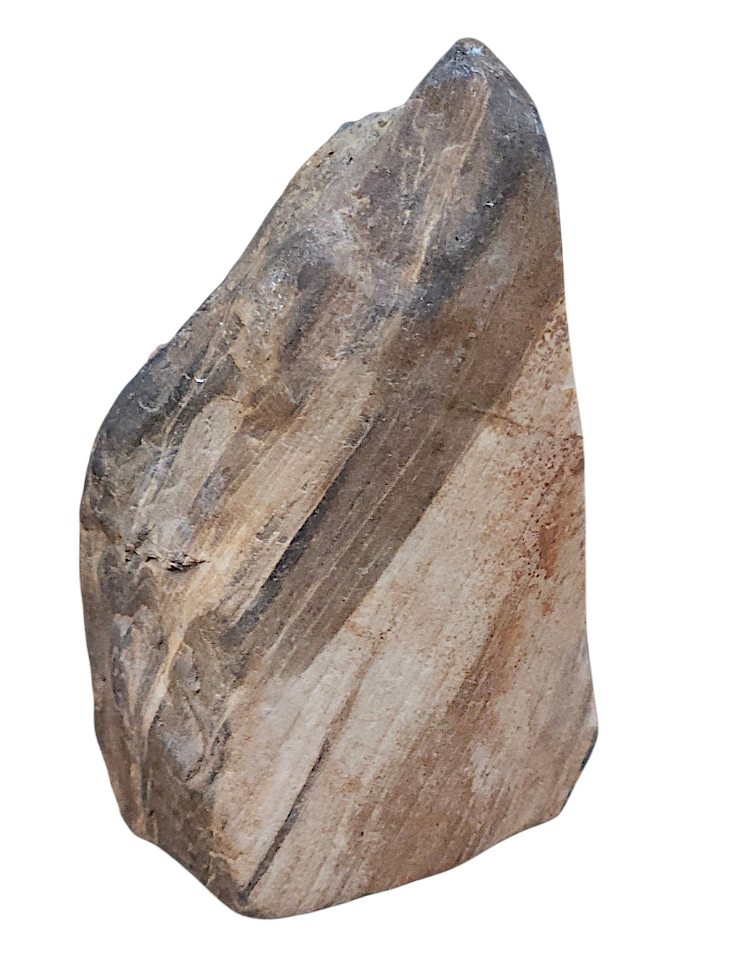 Petrified Wood Specimen – Genuine Bucca NSW Fossil