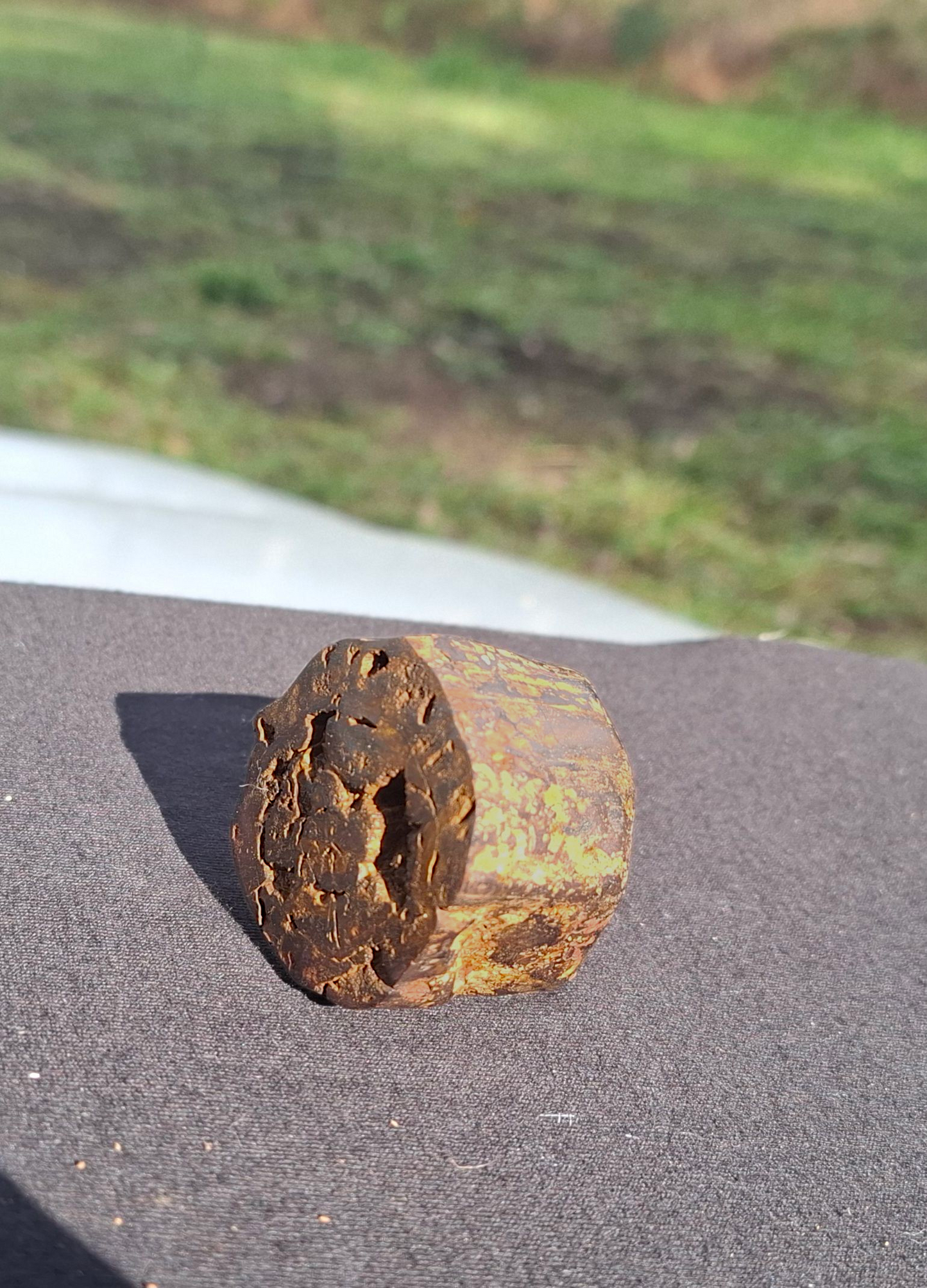 Hand-Cut & Polished Petrified Wood | Fossil Stone from Australia