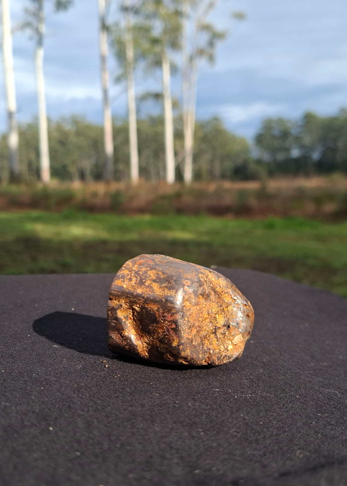 Hand-Cut & Polished Petrified Wood | Fossil Stone from Australia