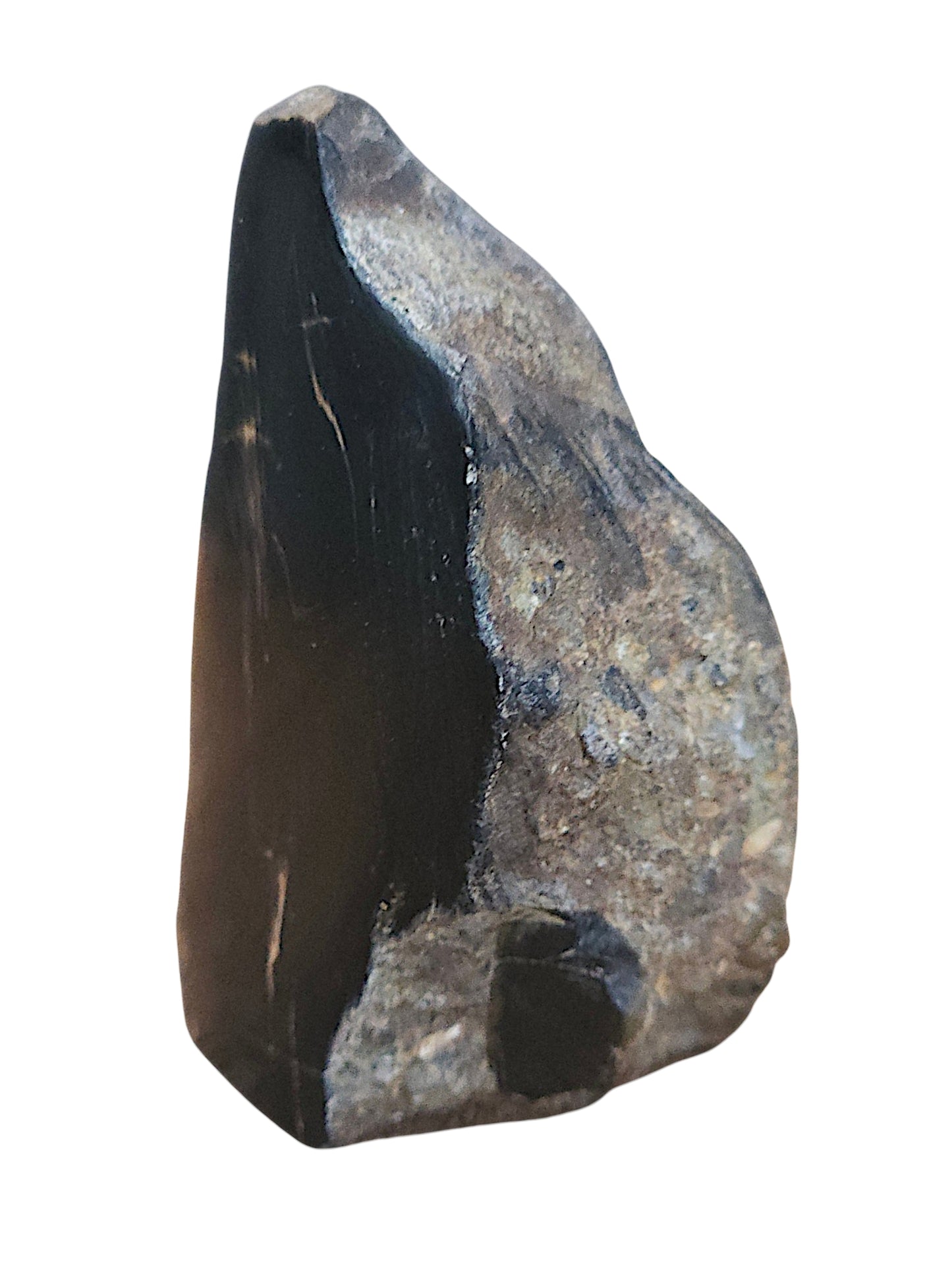 Petrified Wood Specimen – Genuine Bucca NSW Fossil