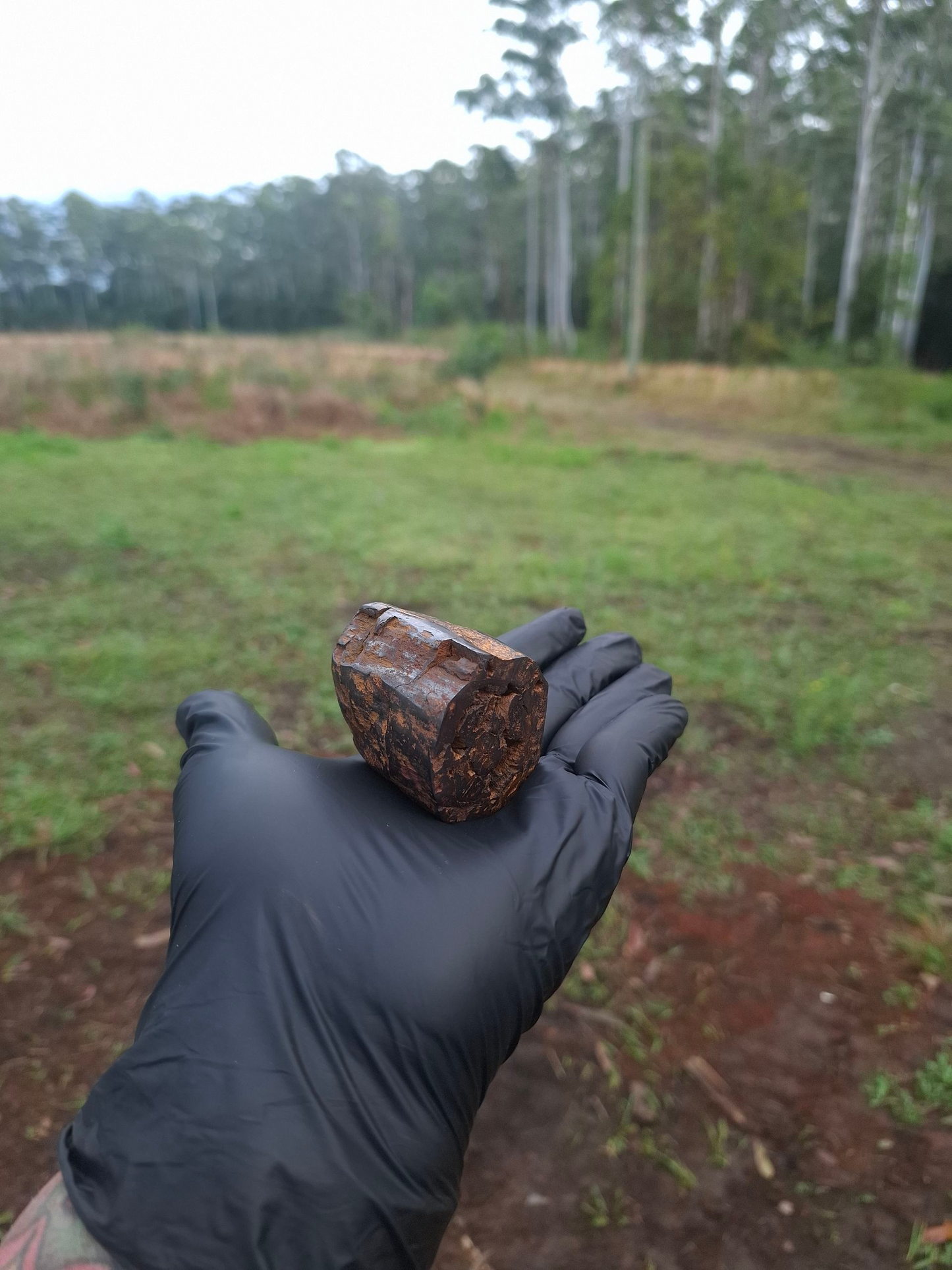 Hand-Cut & Polished Petrified Wood | Fossil Stone from Australia