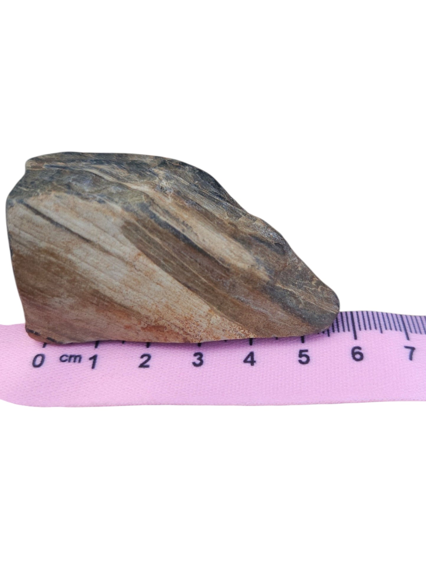 Petrified Wood Specimen – Genuine Bucca NSW Fossil