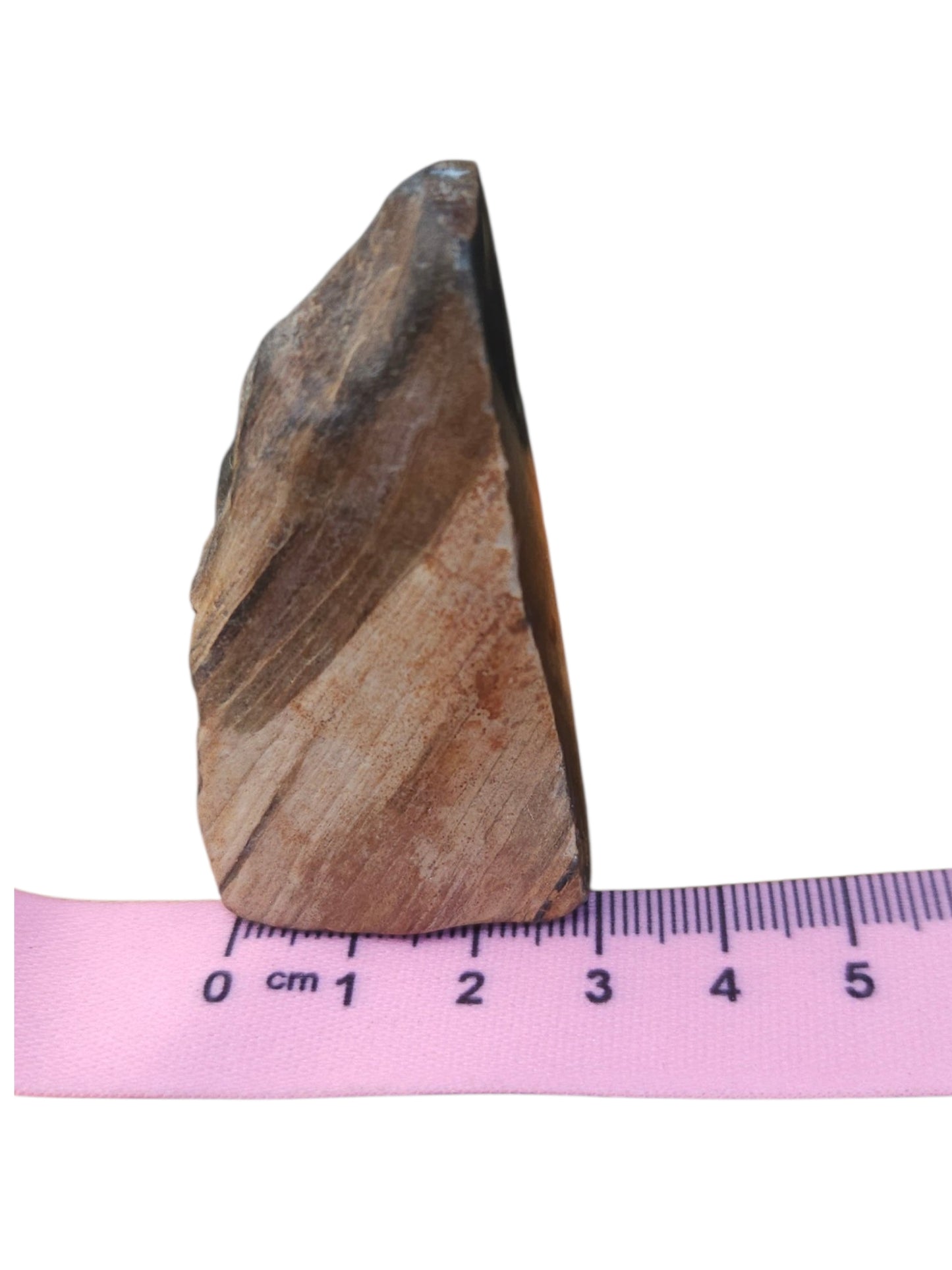 Petrified Wood Specimen – Genuine Bucca NSW Fossil