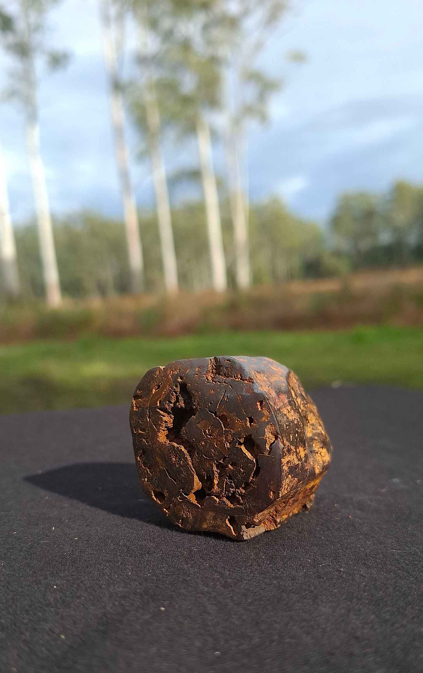 Hand-Cut & Polished Petrified Wood | Fossil Stone from Australia