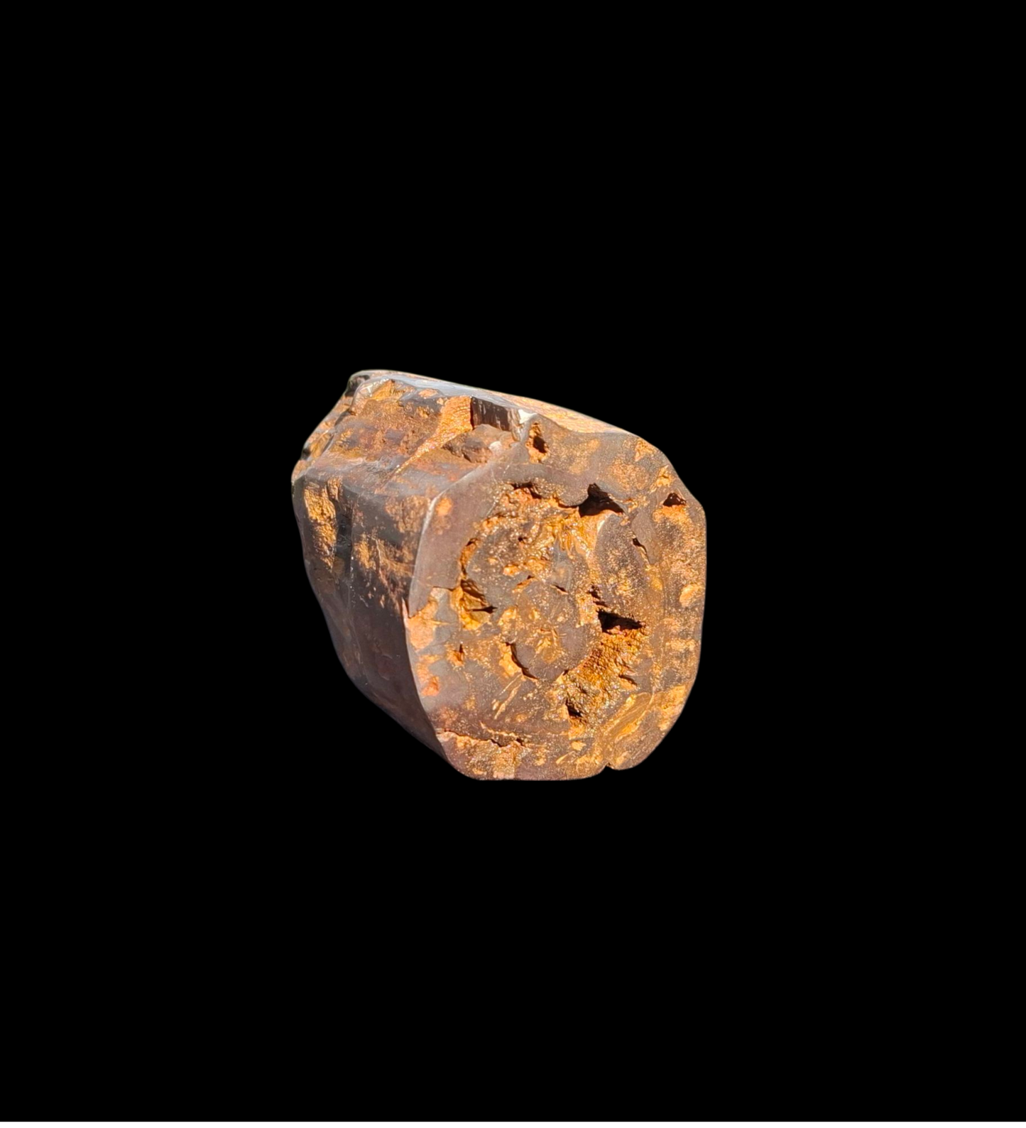 Hand-Cut & Polished Petrified Wood | Fossil Stone from Australia