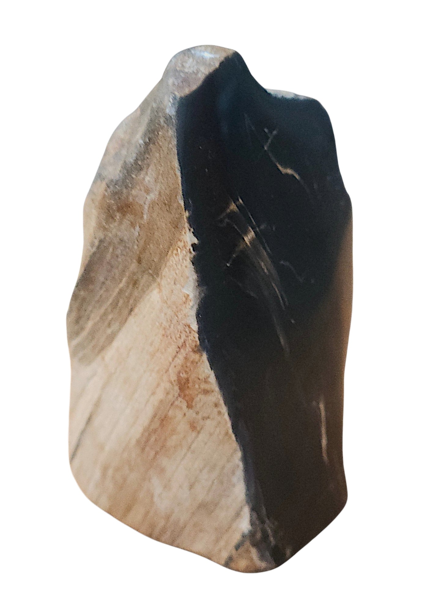 Petrified Wood Specimen – Genuine Bucca NSW Fossil