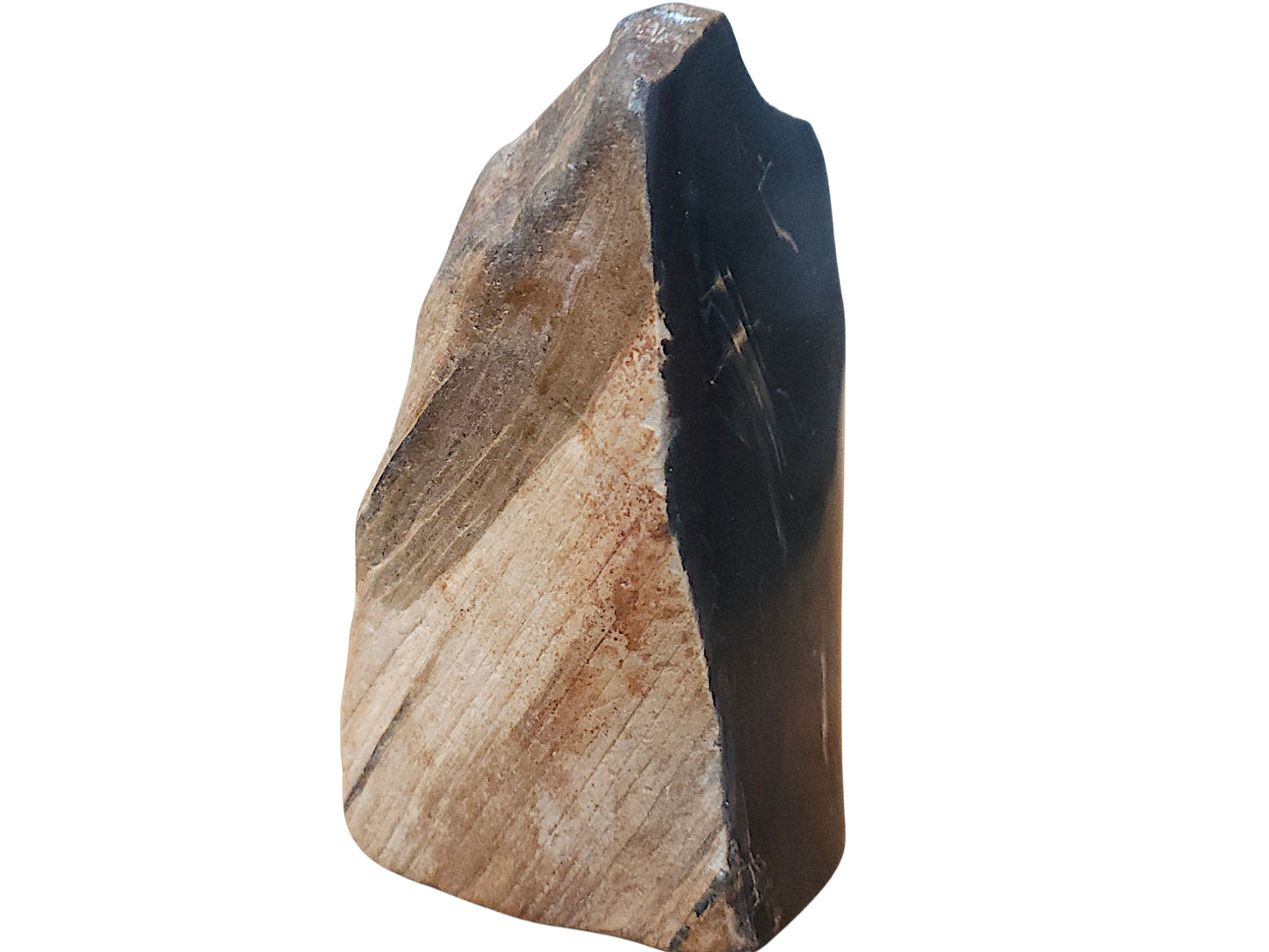 Petrified Wood Specimen – Genuine Bucca NSW Fossil